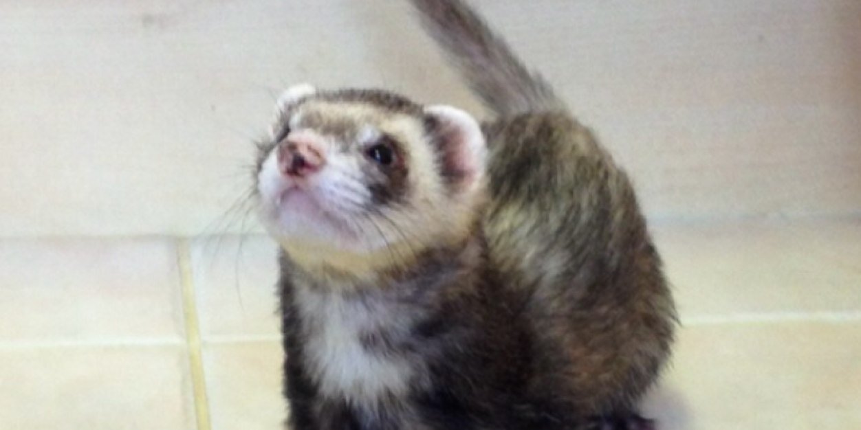 Ukraine_Ferret's profile banner image