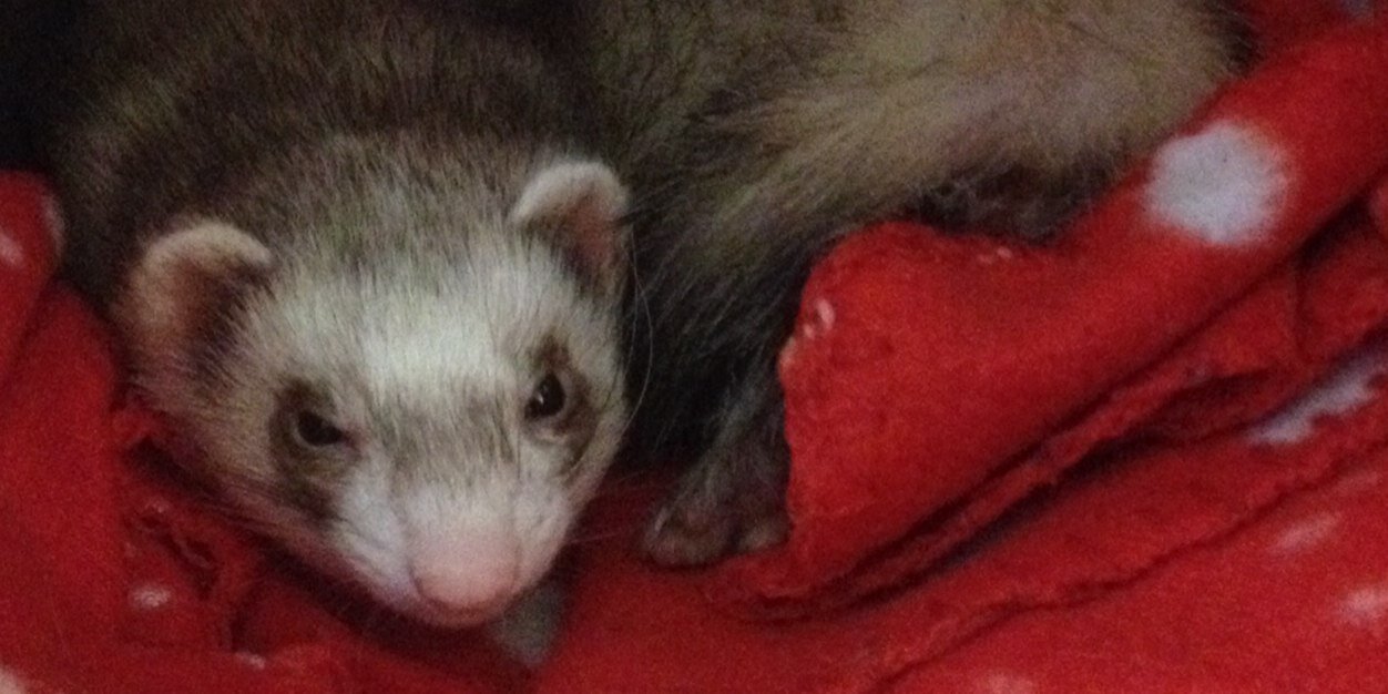 TheWilma's profile banner image