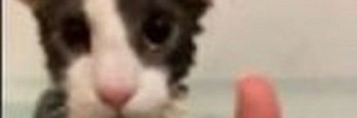 Pifaruu's banner