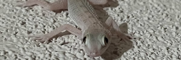 alexusadays Profile Banner