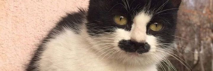 MirhibiBinOguzV2.1 banner