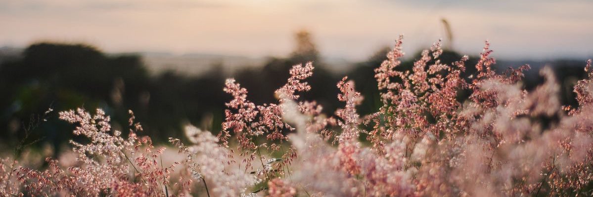 ɪᴅᴇᴀʟ *✩･ﾟ banner