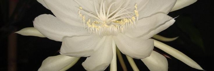 𝒄𝒉𝒆𝒓𝒓𝒚☆𝒑𝒓𝒐𝒎𝒊𝒔𝒄𝒖𝒂 banner