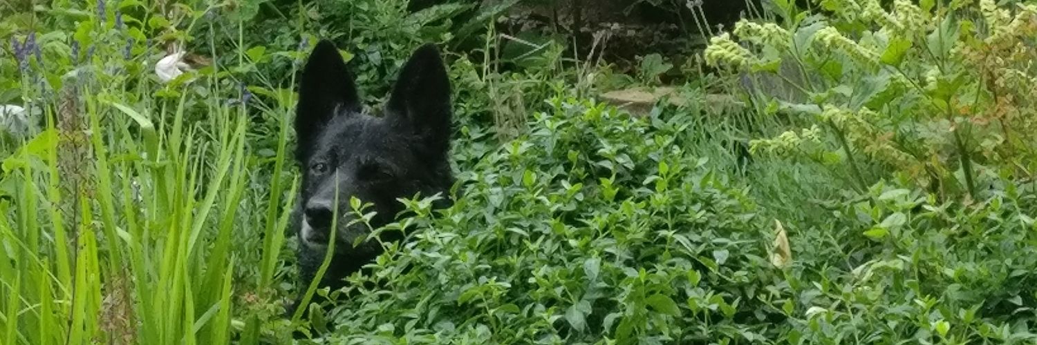 Rileythedog's profile banner image