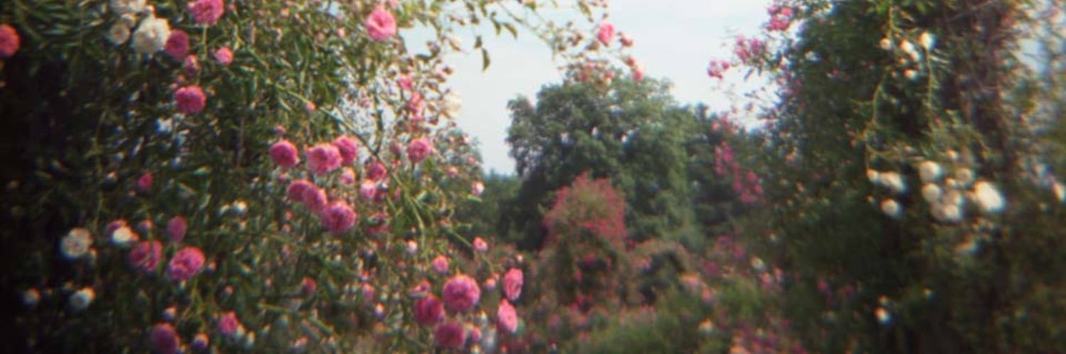 Lotus 🌱🪷‧₊˚. banner