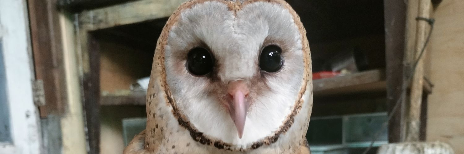 halloimeldaa's profile banner image