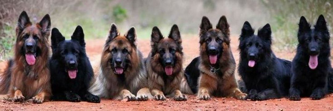 GERMAN SHEPHERD's banner