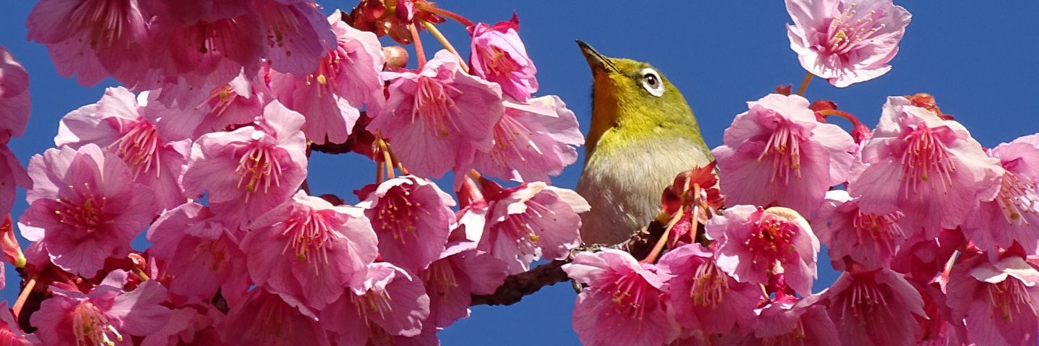 0405ayako's profile banner image