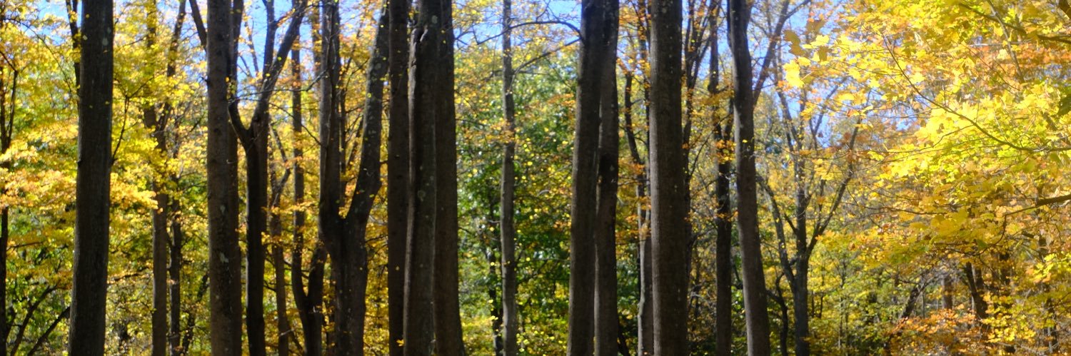 Natalie McClain banner