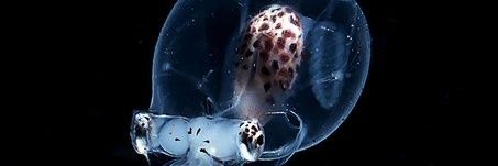 Dr Skeptic's banner