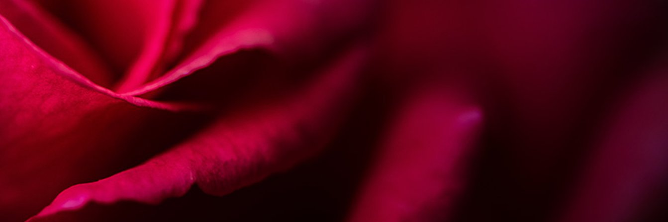 dsvnxo's profile banner image