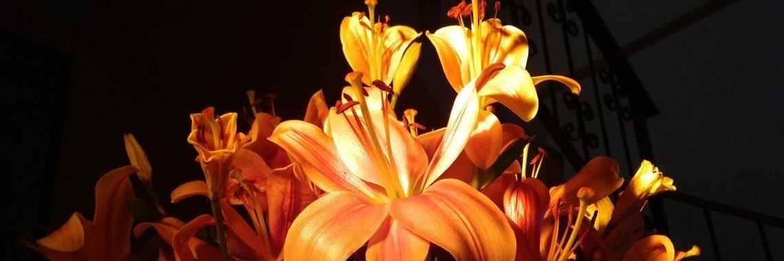 iumysart's profile banner image