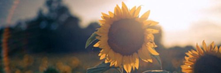 LouizaPonce's profile banner image