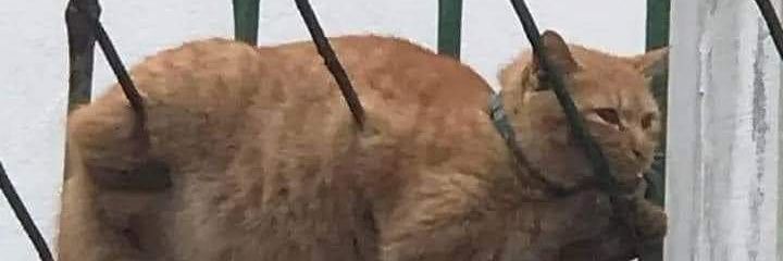 peechay987's profile banner image