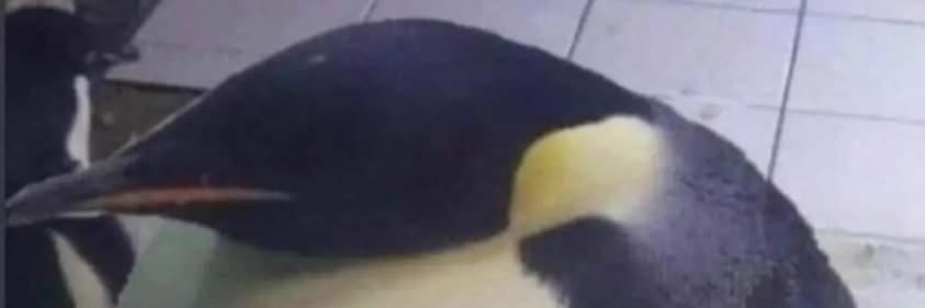osotheruler's profile banner image