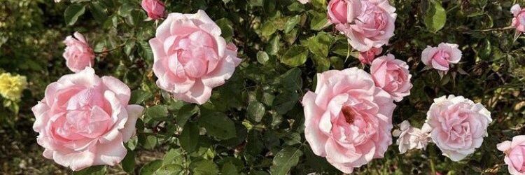 Menna23_'s profile banner image