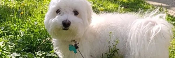 Rademilicevic10 Profile Banner