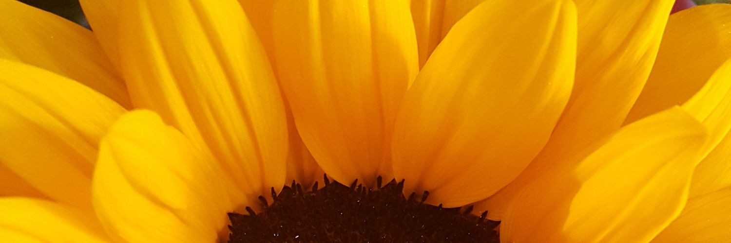 silentlnsanity's profile banner image