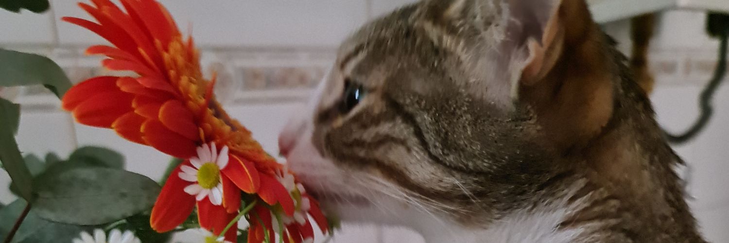 SabinaMotto's profile banner image