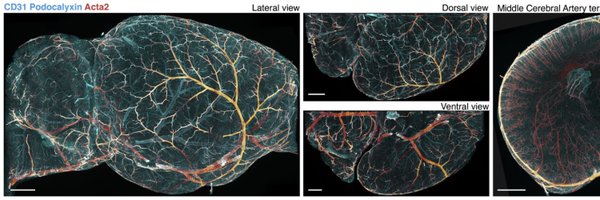 chen_bandy Profile Banner