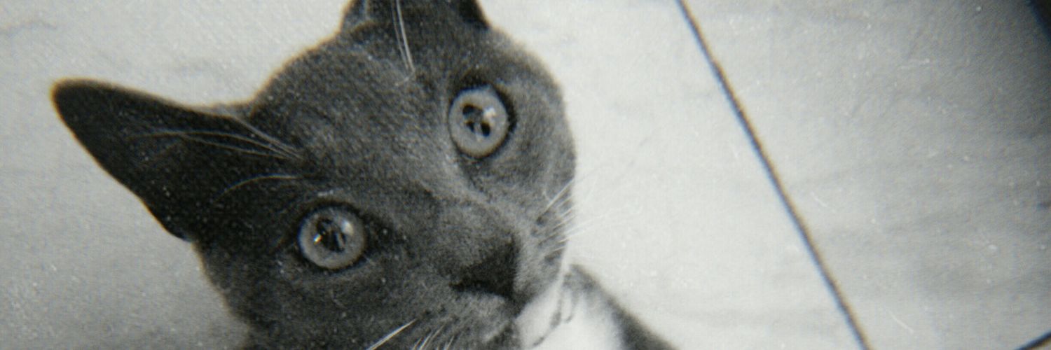 Daairuggeri's profile banner image