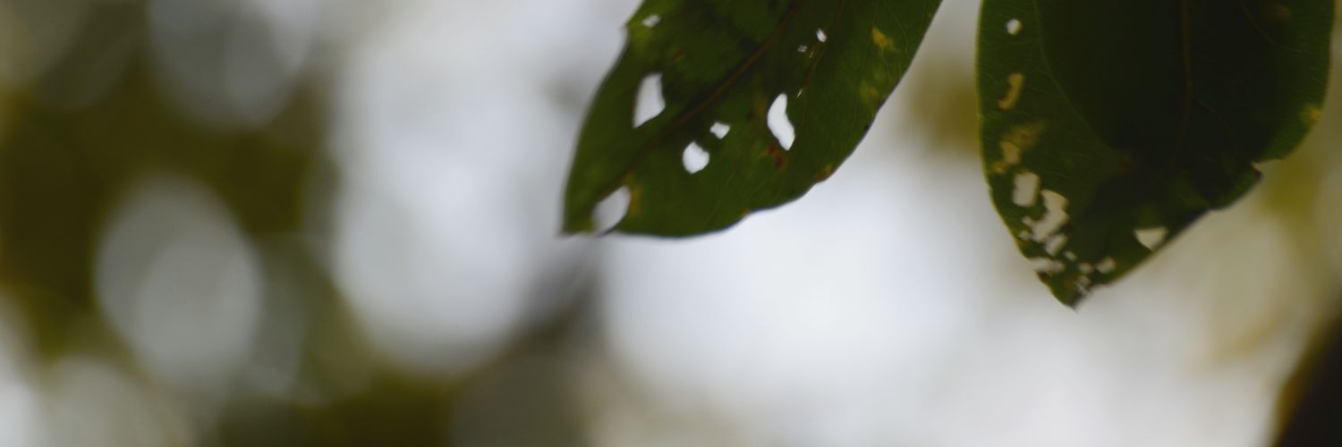 ssullavv's profile banner image