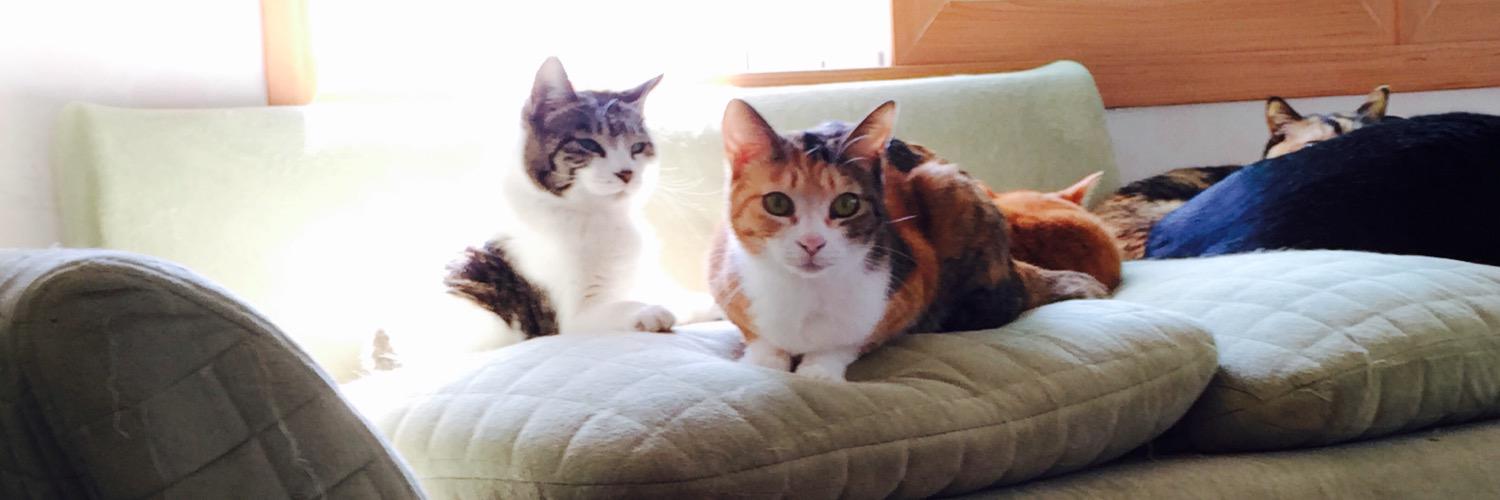catswind's profile banner image