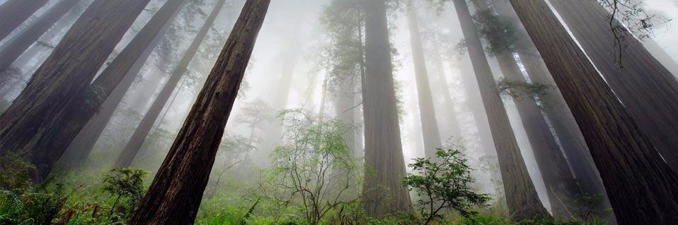 Michael Dreyfus-Pai banner