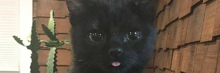 jazcasco's profile banner image
