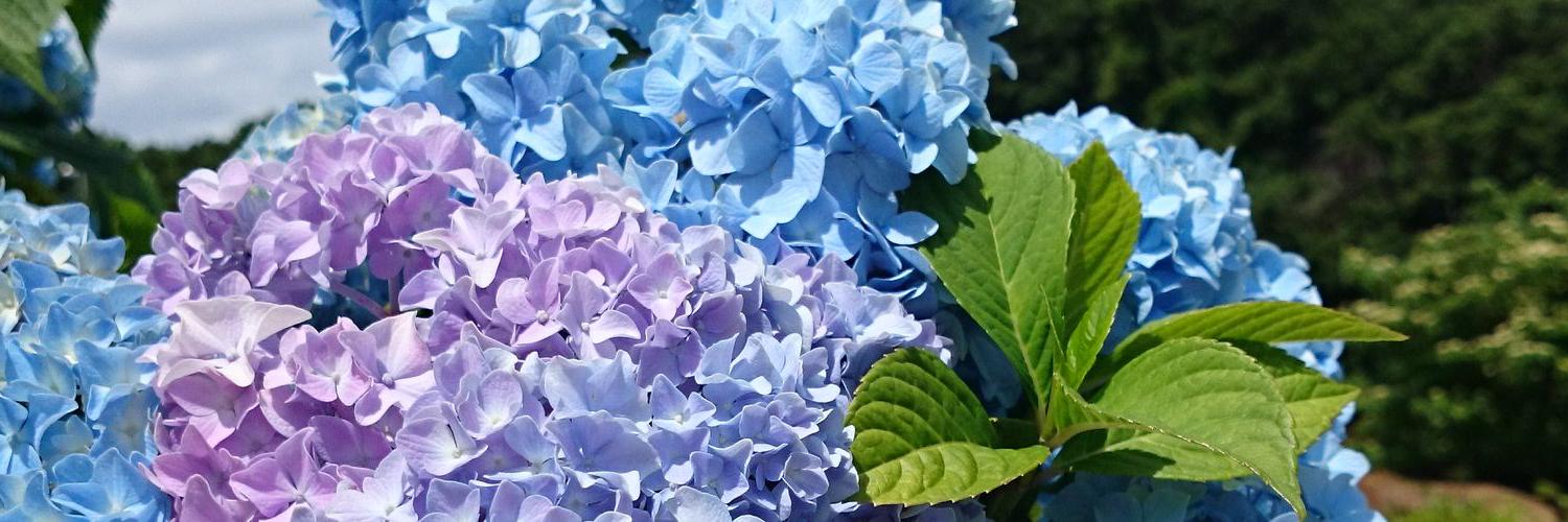 79blueblueblue's profile banner image