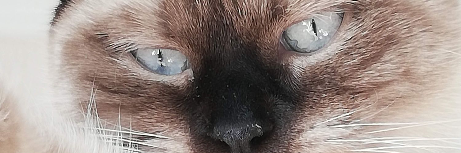 komploteori_si's profile banner image