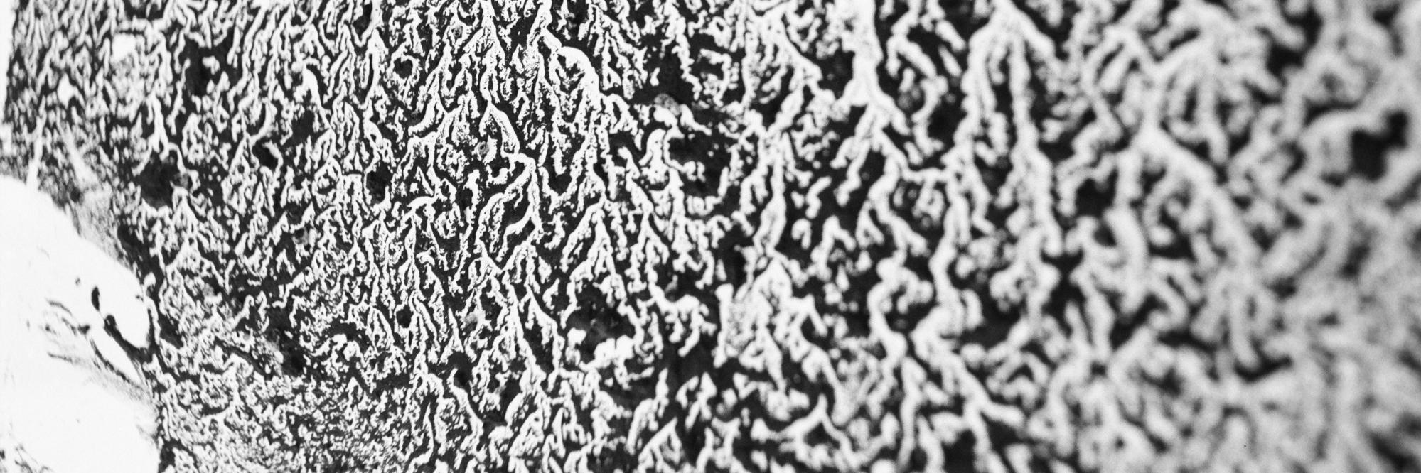 Florian Prischl @flo_p@jorts.horse banner