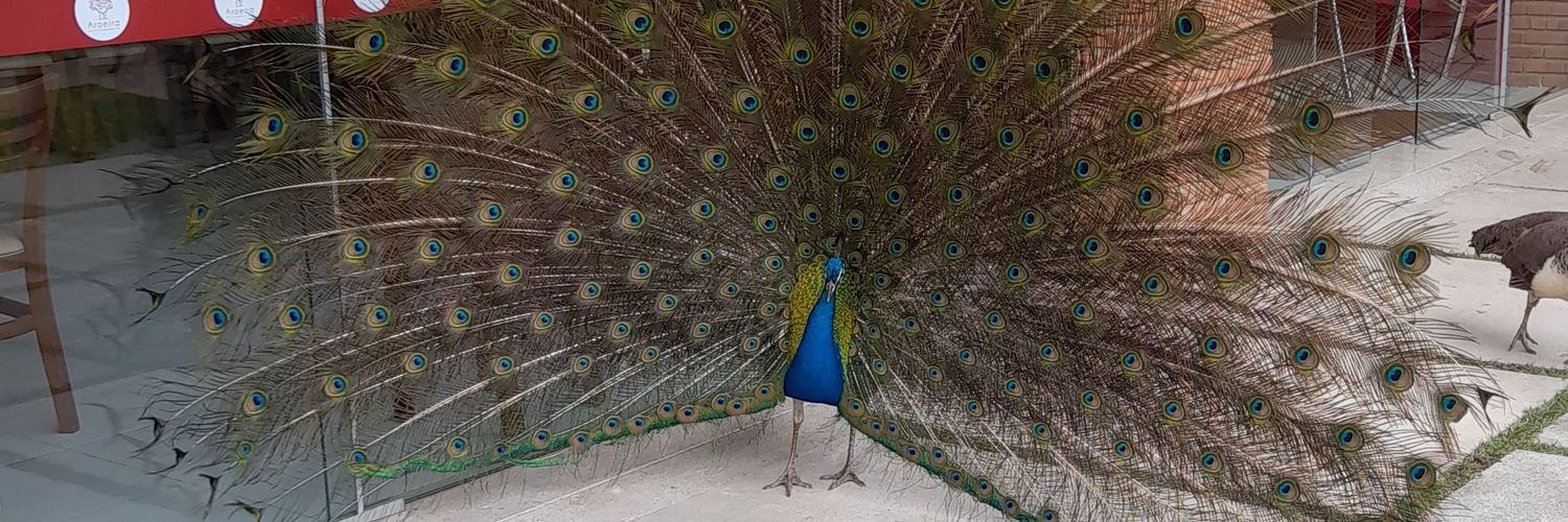 FrancilaneMatos's profile banner image