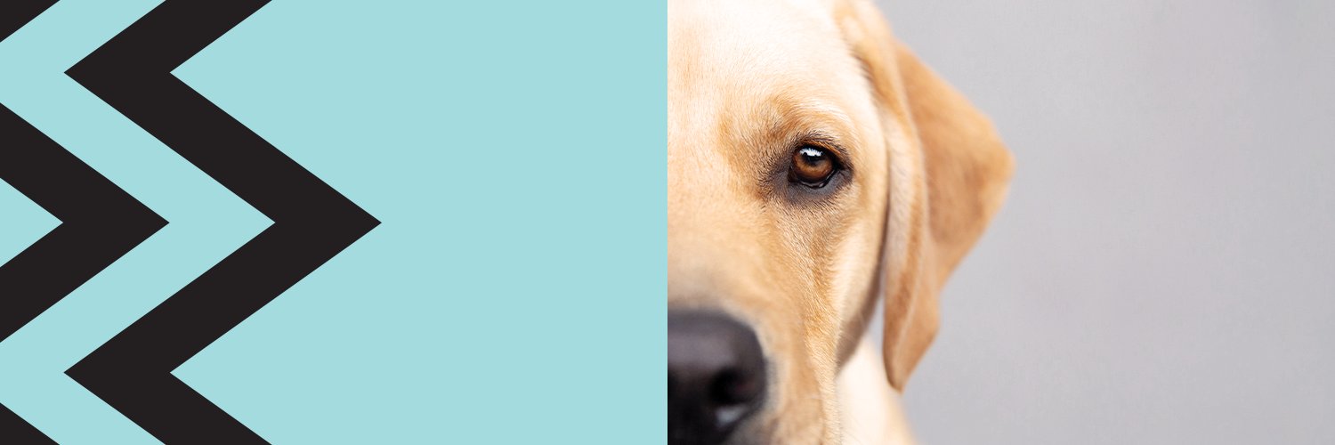 Guide Dogs Australia banner