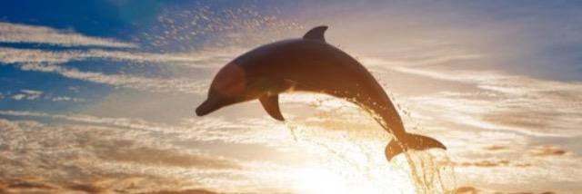 The_Dolphinn10's profile banner image