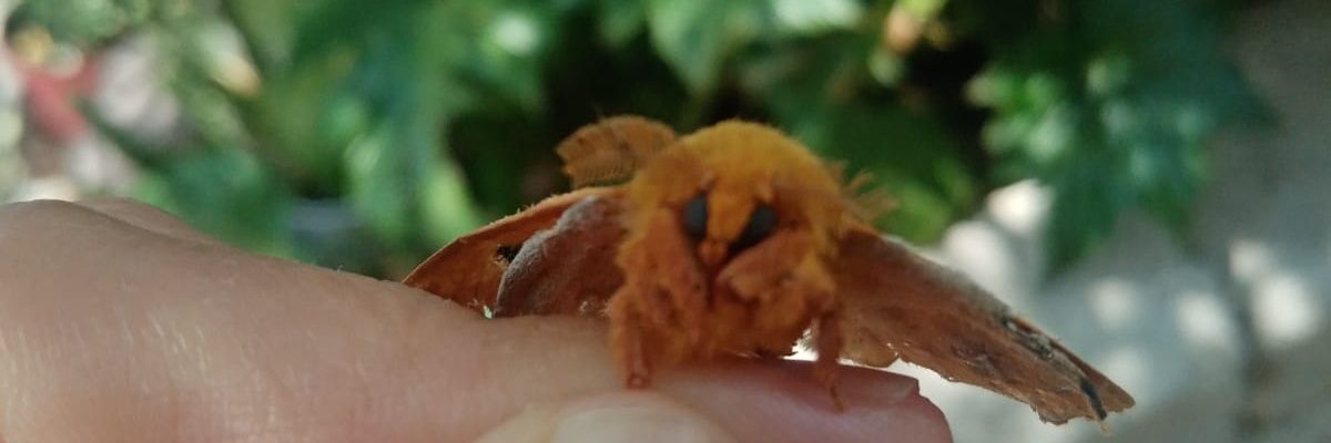 🌱 Olivia 🏳️‍⚧️ banner