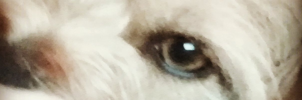 ♀️ #LaValensiana, MUJER💜 🌱 🍉 🎭 banner