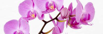 LiliapcRay's profile banner image