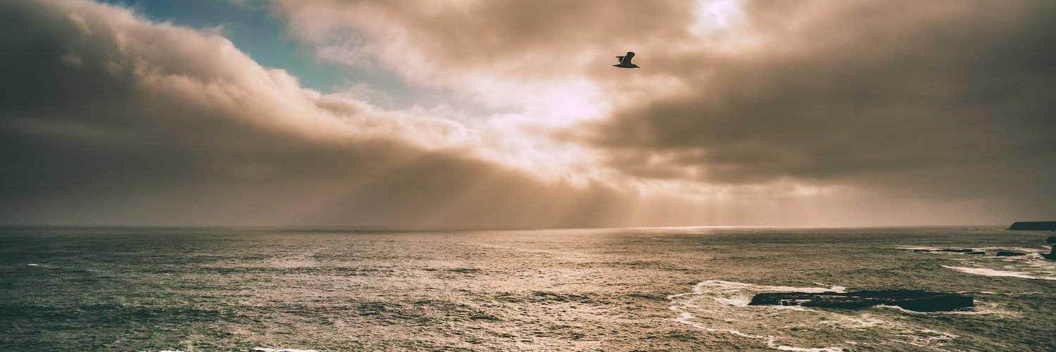 Logic intensity❤️ Memecoin banner