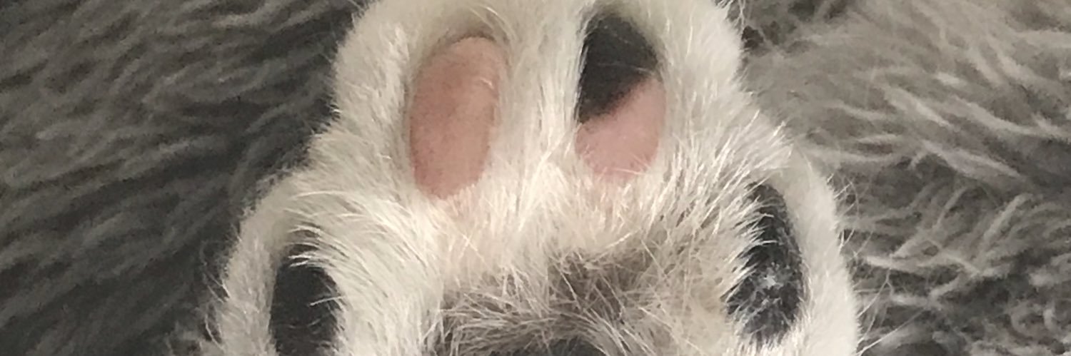 felinewitch's profile banner image