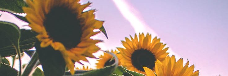 rachelmickeyy's profile banner image
