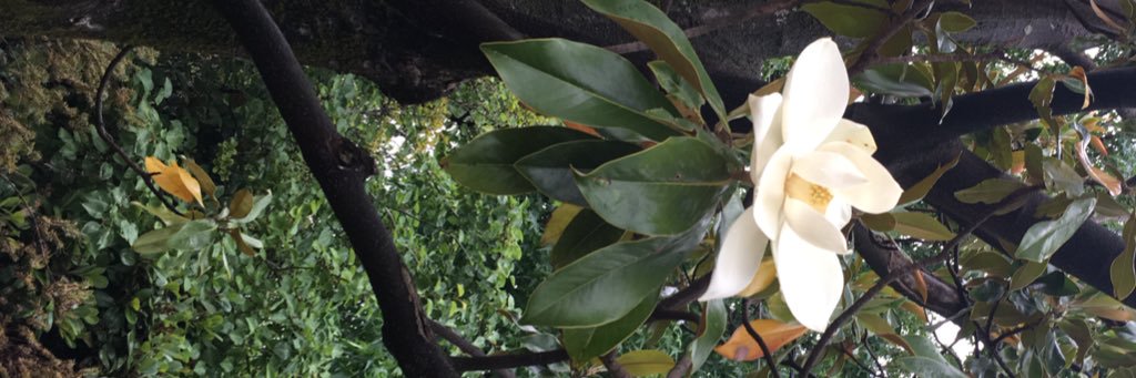 charleesarah's profile banner image