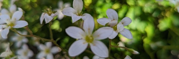 mikeyasci Profile Banner