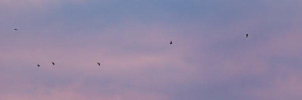 marshlaand Profile Banner
