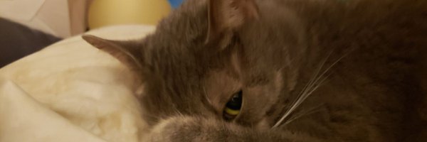 SilbyGrayCat Profile Banner