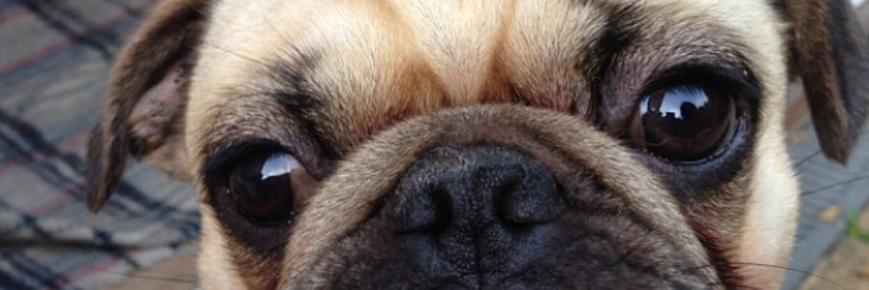 fruitbarley's profile banner image