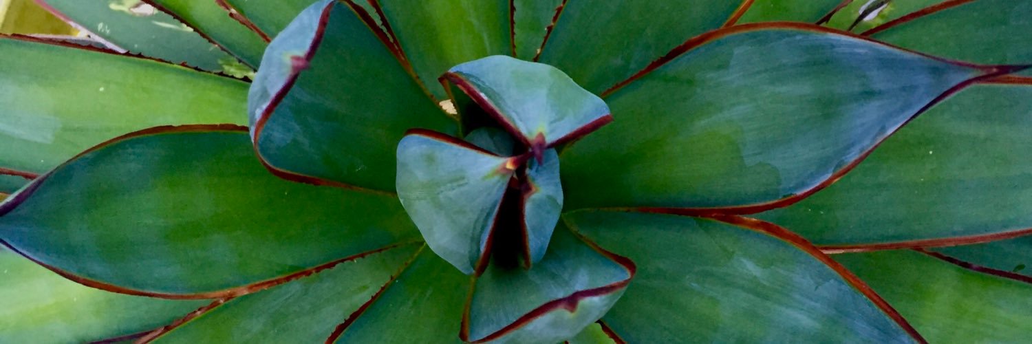 tequilajournals's profile banner image