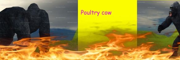Poultry banner