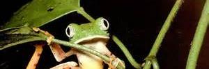 froggyaka's profile banner image