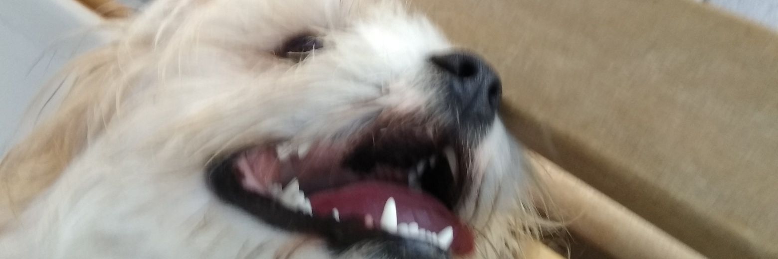 ayannis's profile banner image